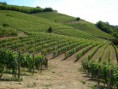/album/galleria-foto-homepage/dettaglio-vigneti-ghione-340-jpg1/