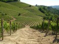 /album/galleria-foto-homepage/vigneti-barbera-e-moscato-340-jpg/